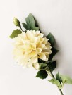 Dahlia støvet gul 66cm thumbnail