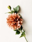 Dahlia støvet rosa 66cm thumbnail